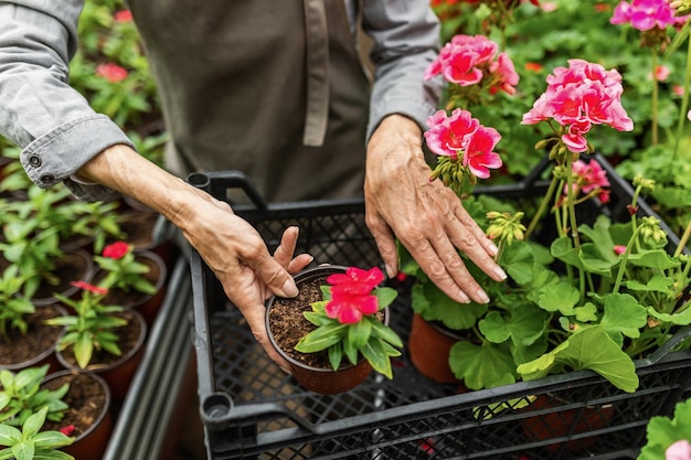Pelargonia wisząca Praktyczne wskazówki pielęgnacji