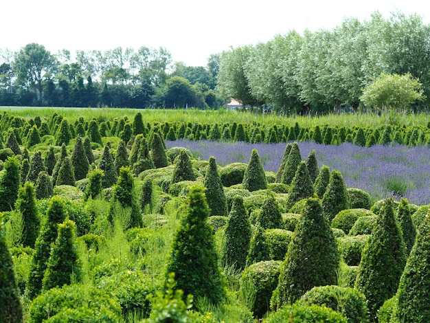 Tuja Brabant najlepszy wybór do zielonego ogrodu