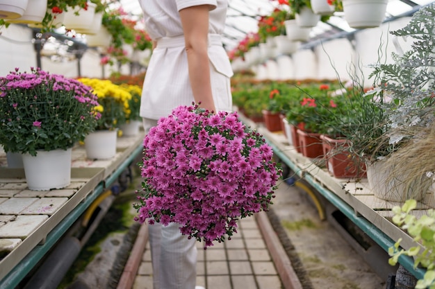 Pelargonia rabatowa – sprawdzony sposób na piękne rabaty