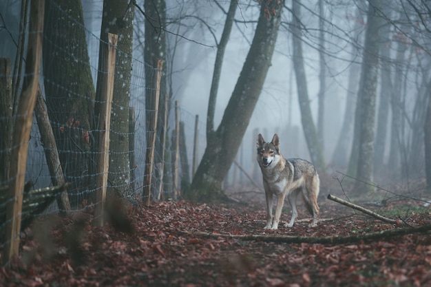 Wilk i zając bajka klasyczna i ponadczasowa opowieść