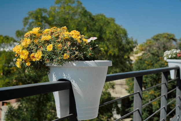 Wytrzymałe kwiaty na balkon które przetrwają każdą pogodę