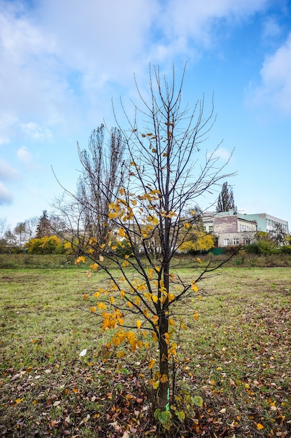 Drzewko do ogrodu idealne na każdy teren i klimat