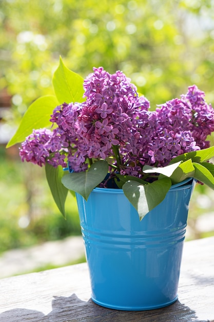 Hortensja Summer Love pielęgnacja i wyjątkowy urok
